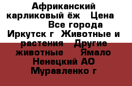 Африканский карликовый ёж › Цена ­ 6 000 - Все города, Иркутск г. Животные и растения » Другие животные   . Ямало-Ненецкий АО,Муравленко г.